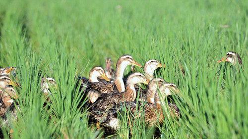 稻田为麻鸭提供栖息场所,食物;麻鸭为水稻施肥,除草除虫"稻鸭共生"一