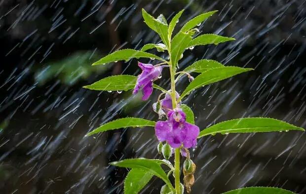 《夏日雨后》
