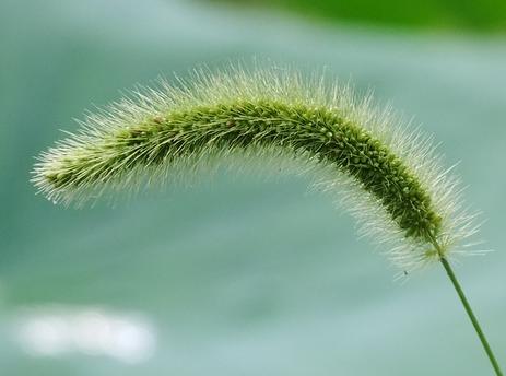 一棵狗尾巴草