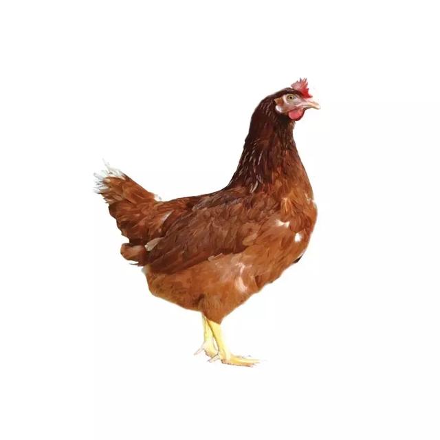 大午金凤的优势 红羽产粉壳蛋鸡 疾病净化