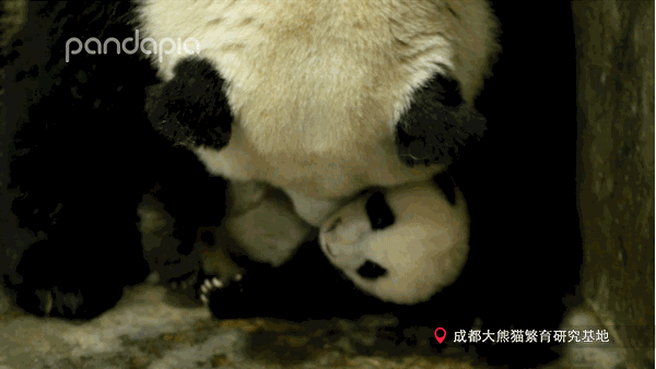 你的育儿经@抱娃有什么技巧，我怎么就抱不起来呢？