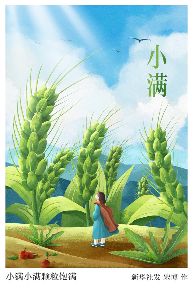 新华社图表,北京,2021年5月20日 插画:小满小满颗粒饱满 新华社发