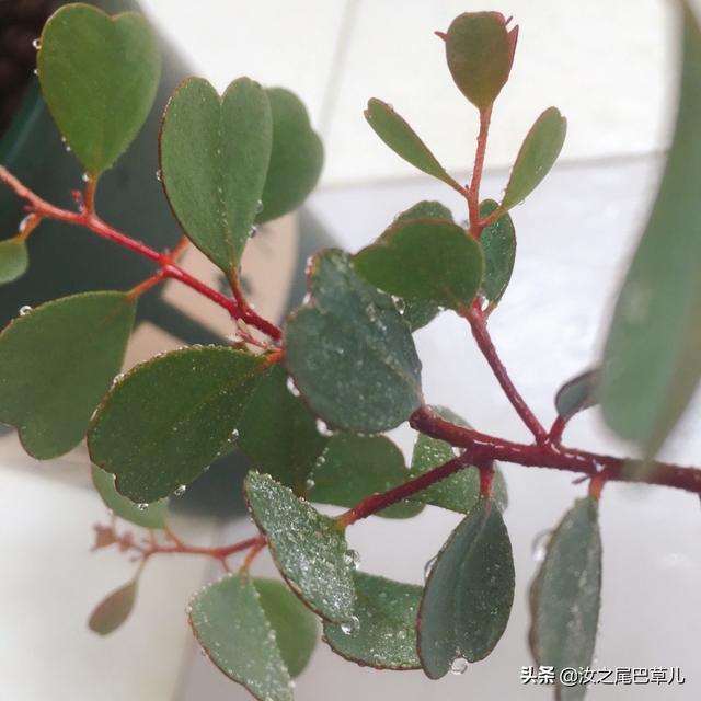 心形叶片盆栽植物集合:都是爱你的形状