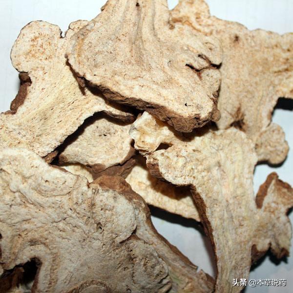 苍术和白术主治脾胃不健纳运无常湿阻中焦湿气下注等症