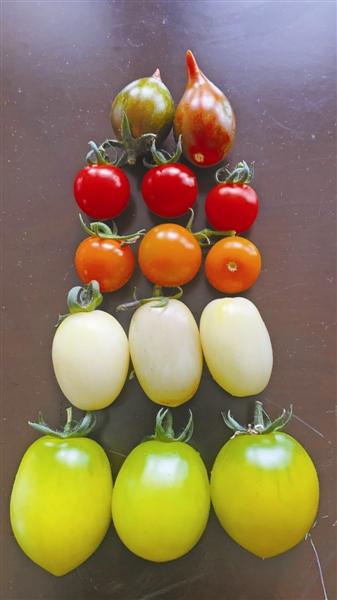 五彩水果番茄 记者 郑凯侠 摄