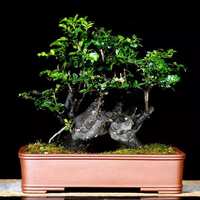 檀香木是属于半寄生性的树木,在培育檀香木树苗的时候,通常会种植