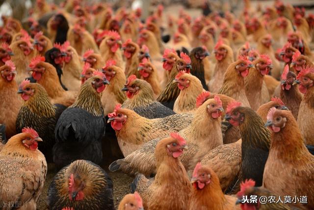 養600只雞都抵不上一頭豬的收益,今年養雞基本都是血虧