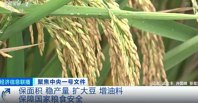 保面积稳产量扩大豆增油料保障国家粮食安全2022年中央一号文件来了