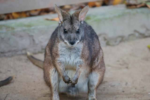 体长如同婴儿 性格胆小如鼠 圆盾大袋鼠首次亮相申城