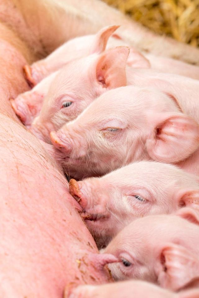 赛为教你处理母猪分娩时的这6种紧急情况