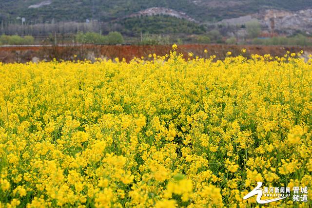 4月11日在晋城郊区山西底村拍摄的油菜花开.