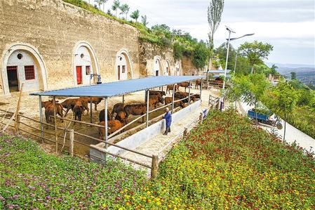 崇信县"窑洞养牛"模式.