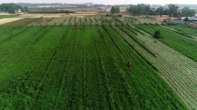 守正创新,河南中医药产业从"做大"走向"做强"