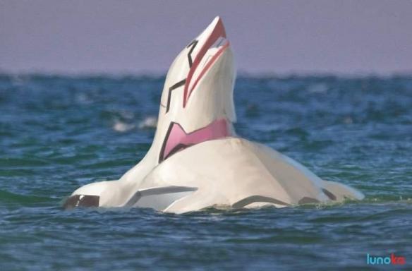 肌肉动物再添一员!来自海洋的超级战士"肌肉白鲸"