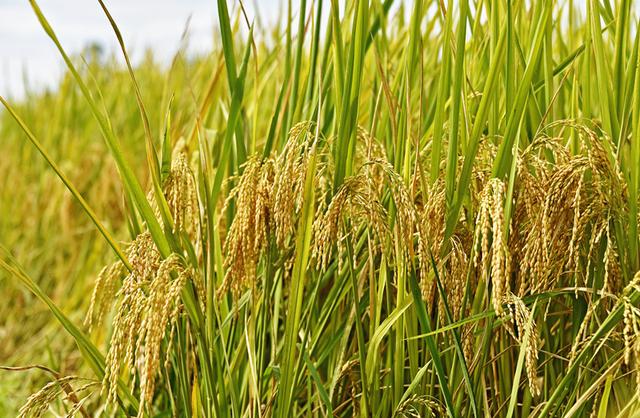 村民张文华脸上掩不住丰收的喜悦:"我今年种有水稻3亩,预计每亩有600