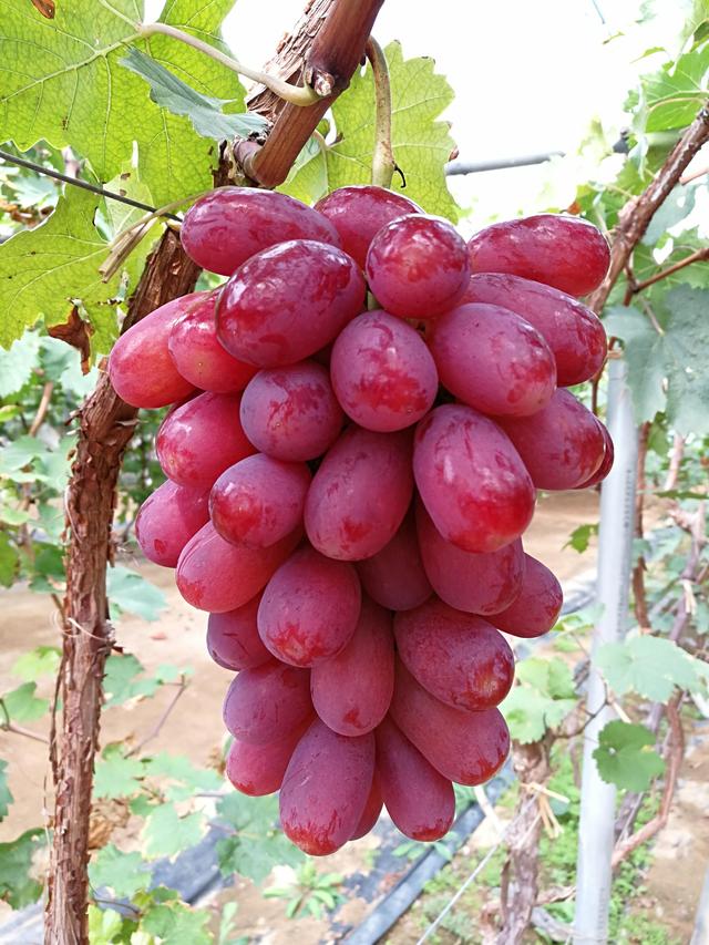 甜!秦皇岛昌黎果研所的葡萄新品种太好吃了
