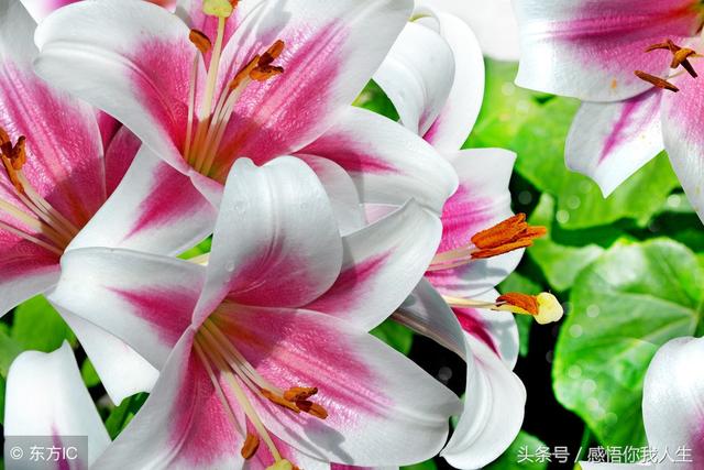 How to Get Along with Others, Attitude Determines Everything