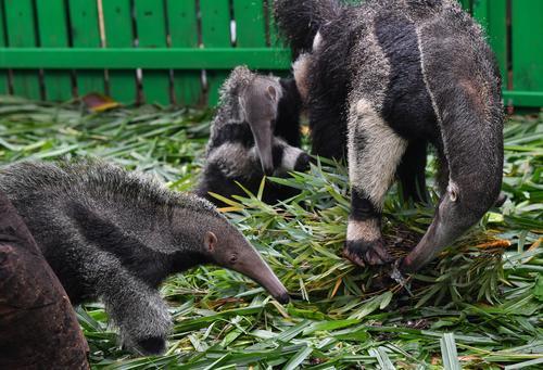 萌!大食蟻獸龍鳳胎寶寶亮相廣州長隆野生動物世界