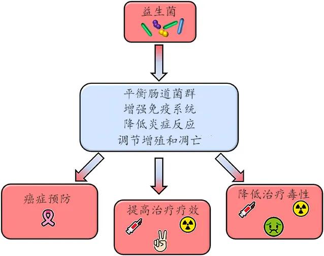 益生菌在癌症预防和治疗中的价值