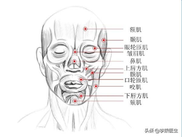 面部肌肉分布