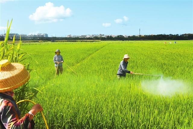 5月23日,天涯区妙林田洋,农民在给水稻施肥,喷洒农药.