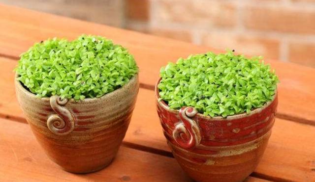 吃完2种水果,种子别扔,种到花盆里,长出美丽小盆栽