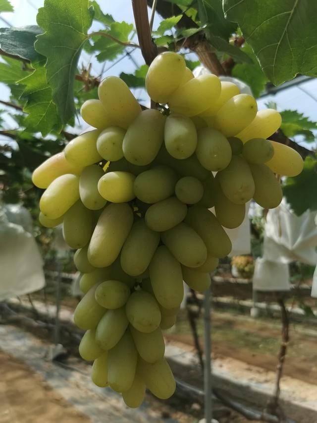 甜!秦皇岛昌黎果研所的葡萄新品种太好吃了