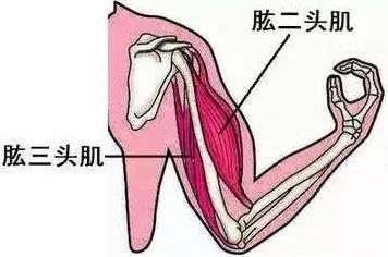 5-2倍,它是手臂上最大肌肉群,从身体后侧看,它的肌肉饱满程度比肱二头