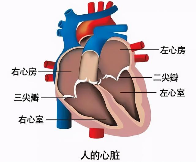 距离远 , 需要的动力大;在心脏的四个腔中 , 左心流的是动脉血 ,矣 