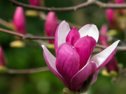 Seven-Character Poem... Greeting the Spring