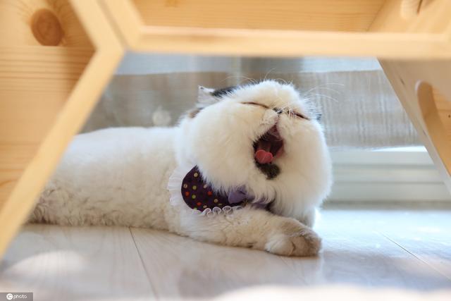 日本网红喵星人"睡眼惺忪"太萌了