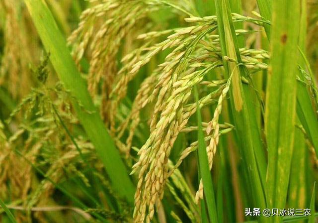 不同类型,不同生态和不同品种之间,又各具有不同的形态特征和生物学